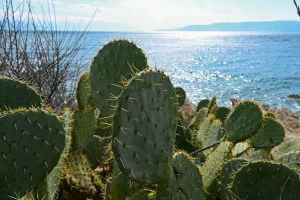 Setting Sun Illuminates Calm Sea Plantations Large Green Cacti Growing — Stock Photo, Image