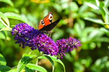 Güzel bir kelebek, Gündüz Tavuskuşu hortumunu fırlattı ve güneşli bir yaz gününde mavi bir Buda çiçeğinden nektar içti..