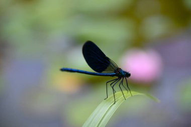 A small blue dragonfly hunter on a sunny summer day sitting on a green leaf above the water waiting for prey.