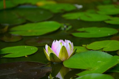 Güzel pembe bir nilüfer, her zamanki sakinlerinin yanında küçük bir gölette çiçek açtı: kurbağa ve çeşitli böcekler..