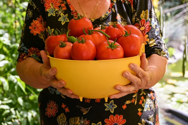 Dia Ensolarado Quente Uma Mulher Idosa Reuniu Grandes Tomates Vermelhos — Fotografia de Stock