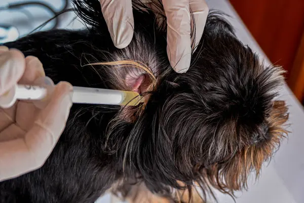 A veterinary doctor treat the ear of a small dog of the Brussels Griffon. Using a special syringe, a medicine against inflammation is injected into the dog's sore ear.