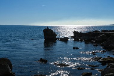 İki martının oturduğu kayalık bir sahili olan sakin bir akşam denizi güzel bir gün batımını izliyor..