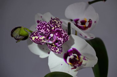 Gri bir arka planda, çeşitli türde güzel bir orkide buketinin yakın çekimi..