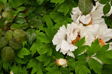 Yağmurlu bir günde, bahar bahçesindeki yeşilliklerin arasında açan güzel beyaz bir şakayığın yaprakları ve taç yaprakları üzerine yağmur damlaları..