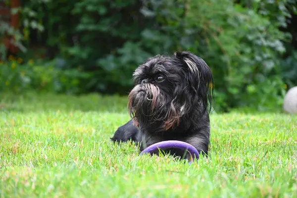 Stock image Belgian Griffon dog resting on a green lawn in a park on a summer day after a fun game with his favorite toy.