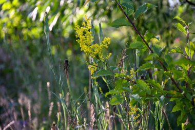 Güneşin parlak ışınları altında bir çayırda yetişen yabani çiçeklerle dolu basit bir yaz manzarası şehrin telaşından sonra dikkatsizlik ve huzur hissi veriyor..