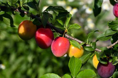 Yeşillik ve çiçeklerin arka planında bir yaz gününde bahçede olgunlaşan kiraz eriği meyveleriyle dolu bir dal ılık güneşin ışınları altında..
