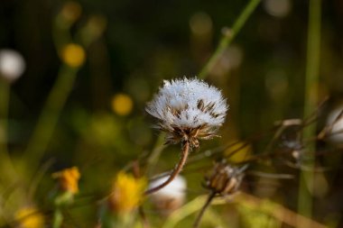 Sabahın erken saatlerinde çiğ damlalarıyla kaplı beyaz bir çiçek çimlerle çevrili bir çayırda ve parlak yaz güneşinin altında büyür..