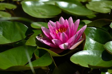 Yırtıcı eşekarısı, küçük bir bahçe gölündeki büyük yeşil yapraklarla çevrili güzel bir nilüfer çiçeğinin üzerinde dinlenmek için oturdu..