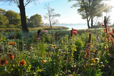 Güneşin ışınlarında, çiçek açan bir sonbahar çiçeği ve sabah sisiyle kaplı bir nehir manzaralı güzel geniş bir çayır..