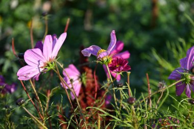 Parlak sonbahar güneşinin altında yeşil çimenli bir çayırda geçen sonbahar çiçeklerinden biri, güzel bir kozmos..