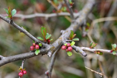 Baharda bahçede çiçek açmadan önce ilk küçük yapraklar ve güzel kırmızı tomurcuklarla süslemeli ayva dalını kapat..