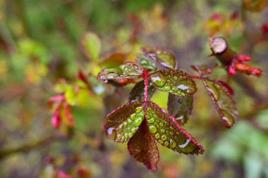 Bir bahar günü, bulanık, parlak bir arkaplanda, yağmur damlalarıyla kaplı güzel yaprakları olan bir gül dalına yakın plan..