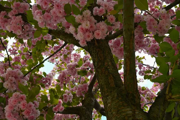 Kırık kabuğu ve yeşil yaprakları arasında büyüyen güzel pembe çiçekleri olan uzun bir sakura ağacı.