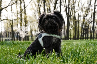 Sabahın erken saatlerinde şehir parkında Griffin soyundan küçük, şirin bir köpek çimlerin üzerinde çiy damlalarıyla oturmuş arkadaşlarının oynamalarını bekliyor.