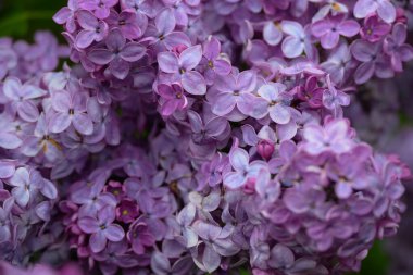 Bahar bahçesinde açan güzel kokulu leylak çiçekleri..