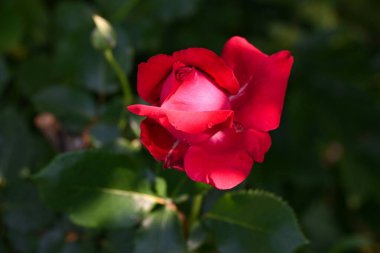 Bir yaz bahçesinde, yeşil yaprakların arka planında sabah güneşinin taç yapraklarının üzerinde parıldadığı güzel kırmızı bir gül.