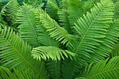 Bahçe içinde büyüyen büyük yeşil eğreltiotu yapraklarının yakın çekim yaz günü. Olası konsept: Duvar kağıdı, arkaplan.