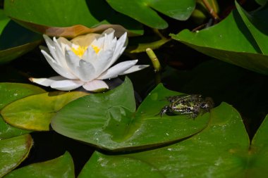 Güneşli, sıcak bir günde, küçük bir kurbağa, içinde güzel beyaz bir zambak büyüyen bir gölette büyük yeşil yaprakların arasında, avını bekliyor..