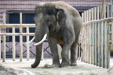 Çocukların en sevdiği fil Horace 19 yıl önce Almanya 'dan Kyiv Hayvanat Bahçesi' ne getirildi.