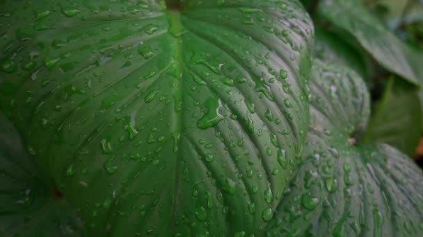 用露水包裹绿叶纹理 洒落在绿色热带植物上的雨滴 自然美景背景 — 图库视频影像