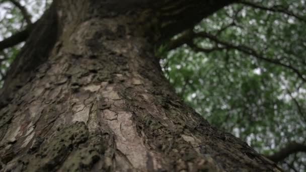 Klouzání Dolů Zblízka Textury Starého Kmene Stromu Růst Tropickém Lese — Stock video