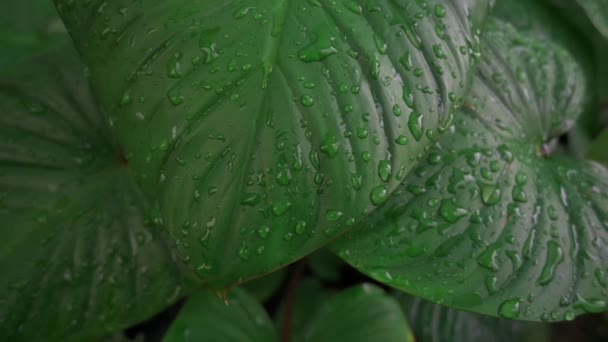 Zamknij Krople Deszczu Rozpryskujące Się Zielonych Liściach Tropikalnych Tekstura Zielona — Wideo stockowe