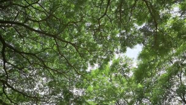 Vista Abajo Hacia Arriba Frondosos Árboles Grandes Follaje Con Cielo — Vídeos de Stock