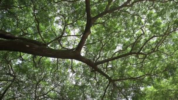 Камера Смотрит Вверх Медленно Движется Пышными Деревьями Дерево Ветви Листья — стоковое видео