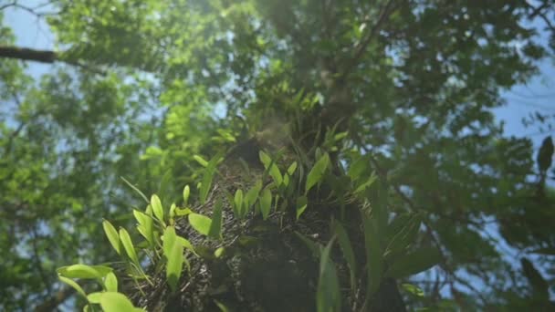慢慢地在树干上移动 看到在晨光下 嫩绿的植物紧紧地包裹着 热带森林里一棵大树的底景 自然环境 大自然的美丽 — 图库视频影像