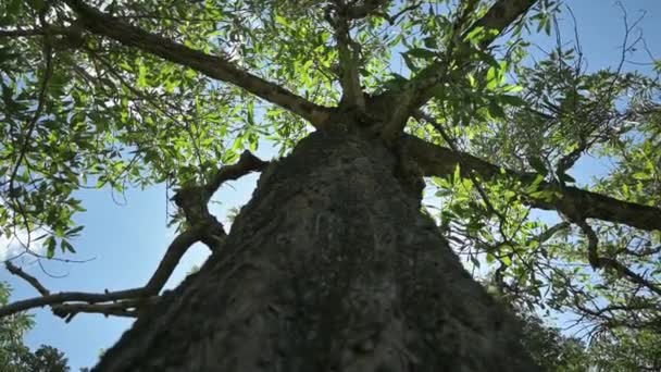 Kamera Melihat Atas Pohon Hijau Dan Bergerak Melawan Langit Biru — Stok Video