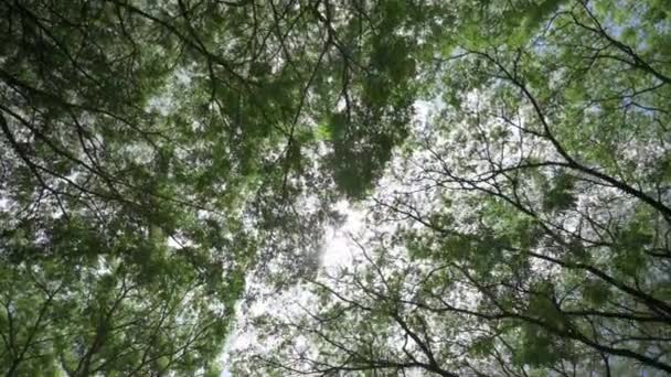 Titta Upp Över Lummiga Lövverk Träd Med Eftermiddagssol Går Genom — Stockvideo