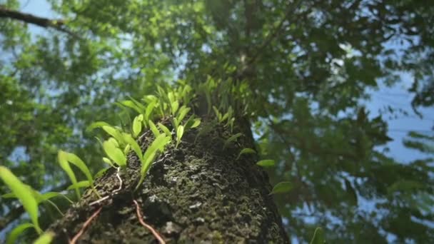 Камера Медленно Поднимается Ствол Дерева Увидеть Близко Покрытые Зелеными Растениями — стоковое видео