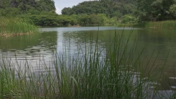 Scenery Natural Lagoon Park Green Aquatic Plants Blowing Wind Sunny — Video Stock