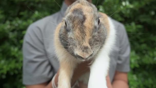 Yaklaş Sevimli Tavşan Suratlı Sonra Onu Bahçede Taşıyan Yakışıklı Bir — Stok video