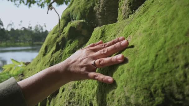 Mano Cercana Mujer Toca Suavemente Las Rocas Musgosas Bajo Luz — Vídeos de Stock
