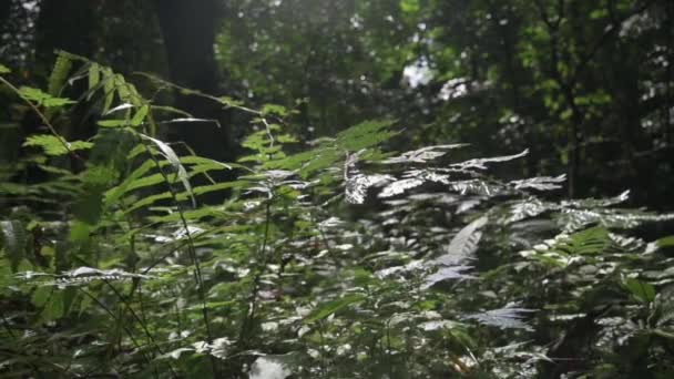 在阳光下 茂密的绿色蕨类生长在热带雨林里 野外的宁静景象 移动慢动作射击 — 图库视频影像