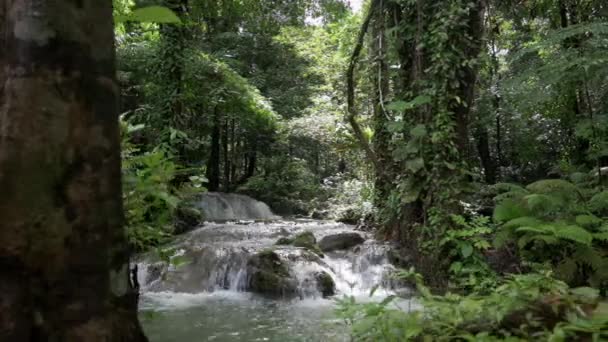 在热带雨林的晨光下 带着美丽的小瀑布沿着溪流远足 周围环绕着绿色的植物 大自然的美丽林地 户外追捕 Uhd — 图库视频影像