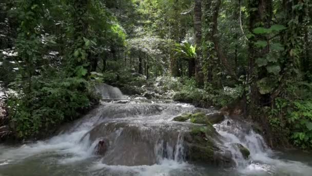 우림에서 무성한 식물을 흐르는 흐름의 장면을 숲에서 조용한 Uhd 4K는 — 비디오