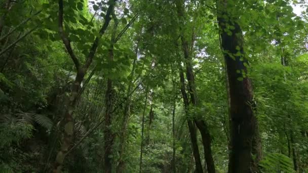 在雨季 走过被茂密的绿色植物环绕的热带雨林 在丛林里远行环境保护 Uhd — 图库视频影像