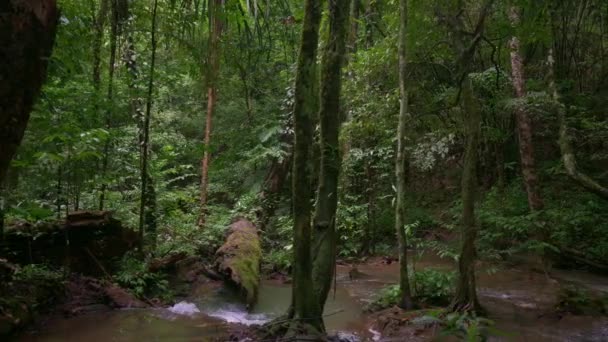 Caminando Través Selva Tropical Rodeada Frondosos Árboles Follaje Cruzando Pequeño — Vídeos de Stock