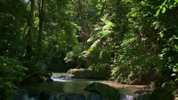 Yağmur Ormanlarında Güneş Işığı Altında Yemyeşil Bitkilerle Çevrili Kayaların Arasından — Stok video