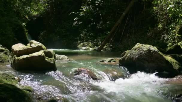 Cours Eau Coulant Sur Les Roches Moussues Dans Forêt Tropicale — Video