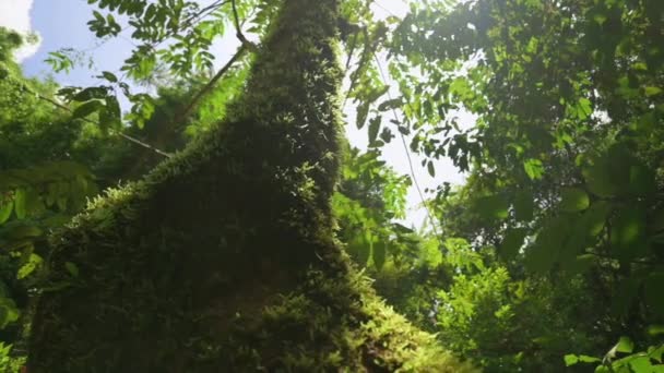 茂密的枝叶植物在夏日的阳光下 蓝天在热带雨林里 在野外穿越绿色的自然 — 图库视频影像