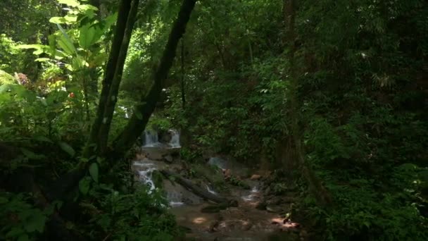 太陽光の下で緑の植物に囲まれた岩を水が流れる小さなカスケードで熱帯雨林の自然景観 ファングーラ県 タイ王国 — ストック動画