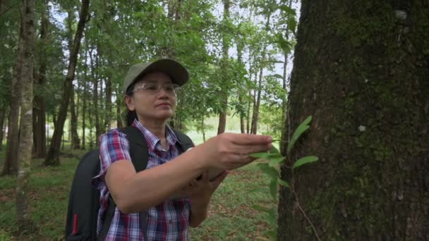 Tropikal Yağmur Ormanlarında Yetişen Bitki Türlerini Incelerken Dijital Tablet Üzerinde — Stok video