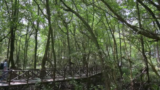在茂密的红树林公园里 女背包客在阳光下走在桥上 环境保护 户外追捕 单人旅行 — 图库视频影像