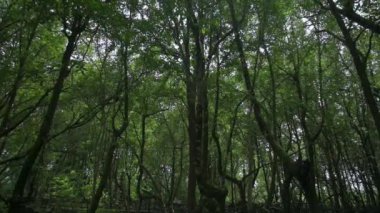 Akşamları gür yapraklı mangrov ağaçlarında ilerliyorlar. Ormanın sessizliği. Dış doğa geçmişi. Yavaş çekim.