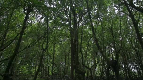 Moving Forward Lush Foliage Dense Mangrove Trees Evening Silence Forest — Stock Video